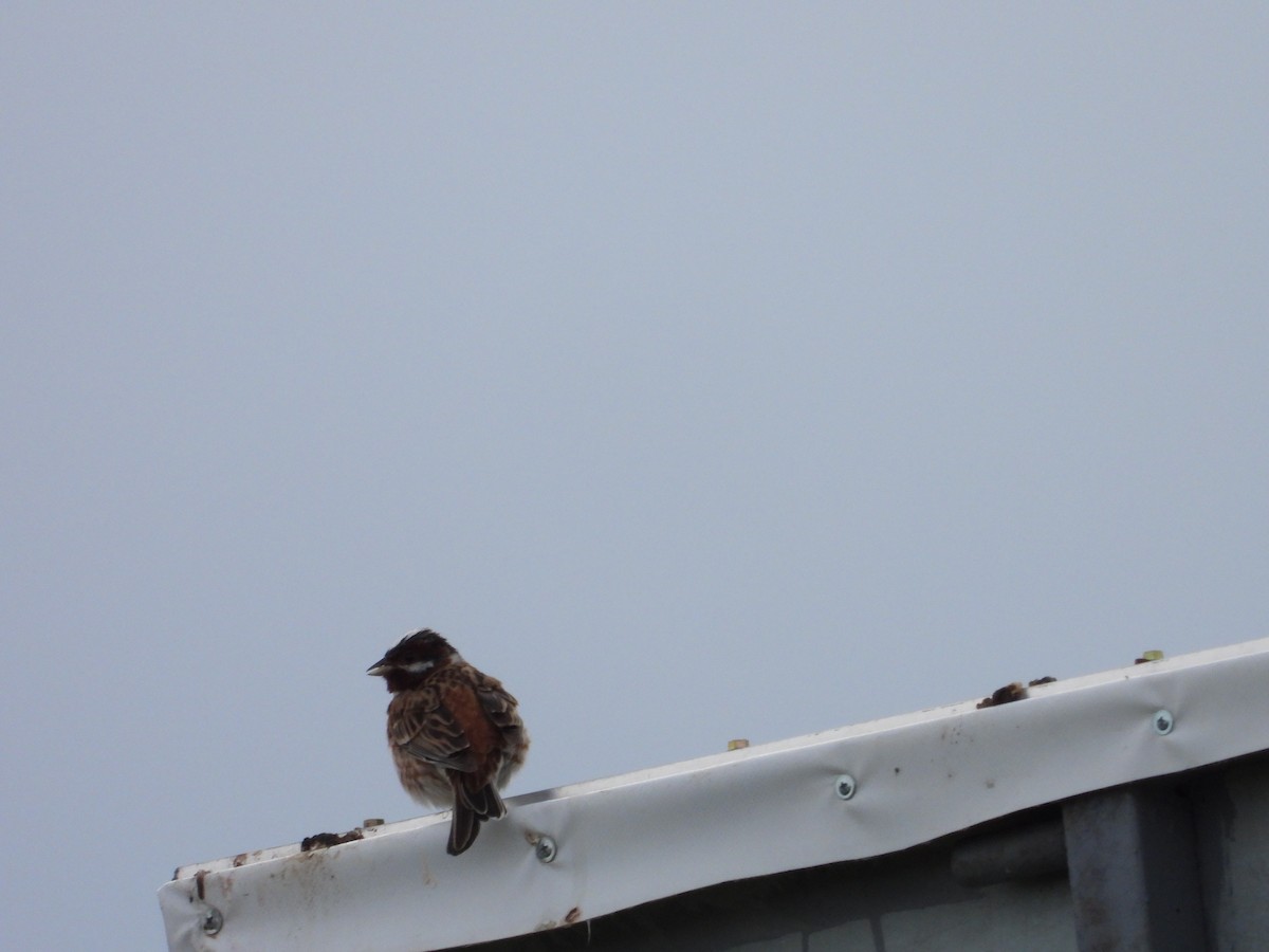 Pine Bunting - ML637450524