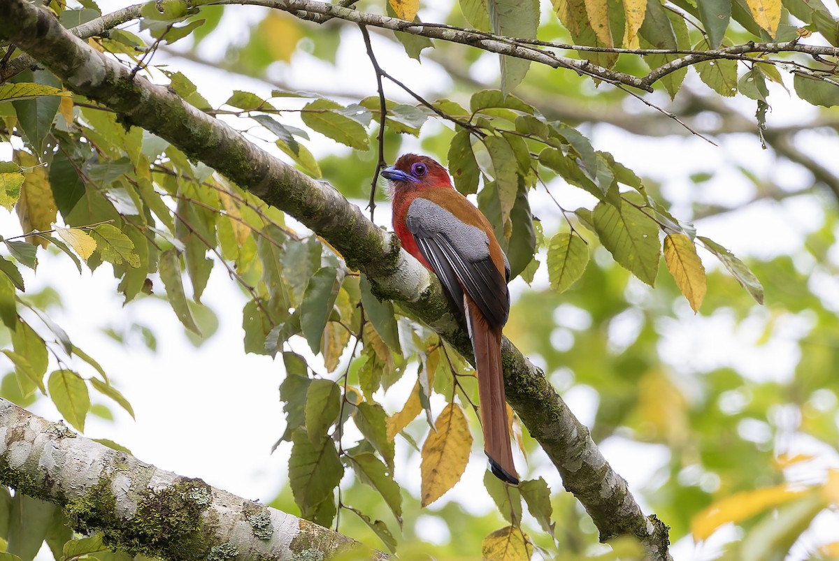 Trogon à tête rouge - ML637450540