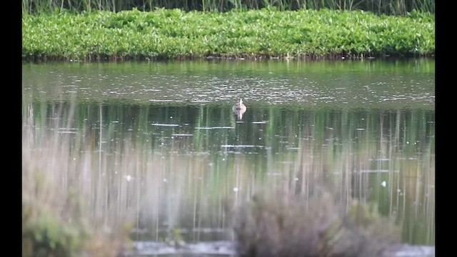 Schnatterente - ML637450542