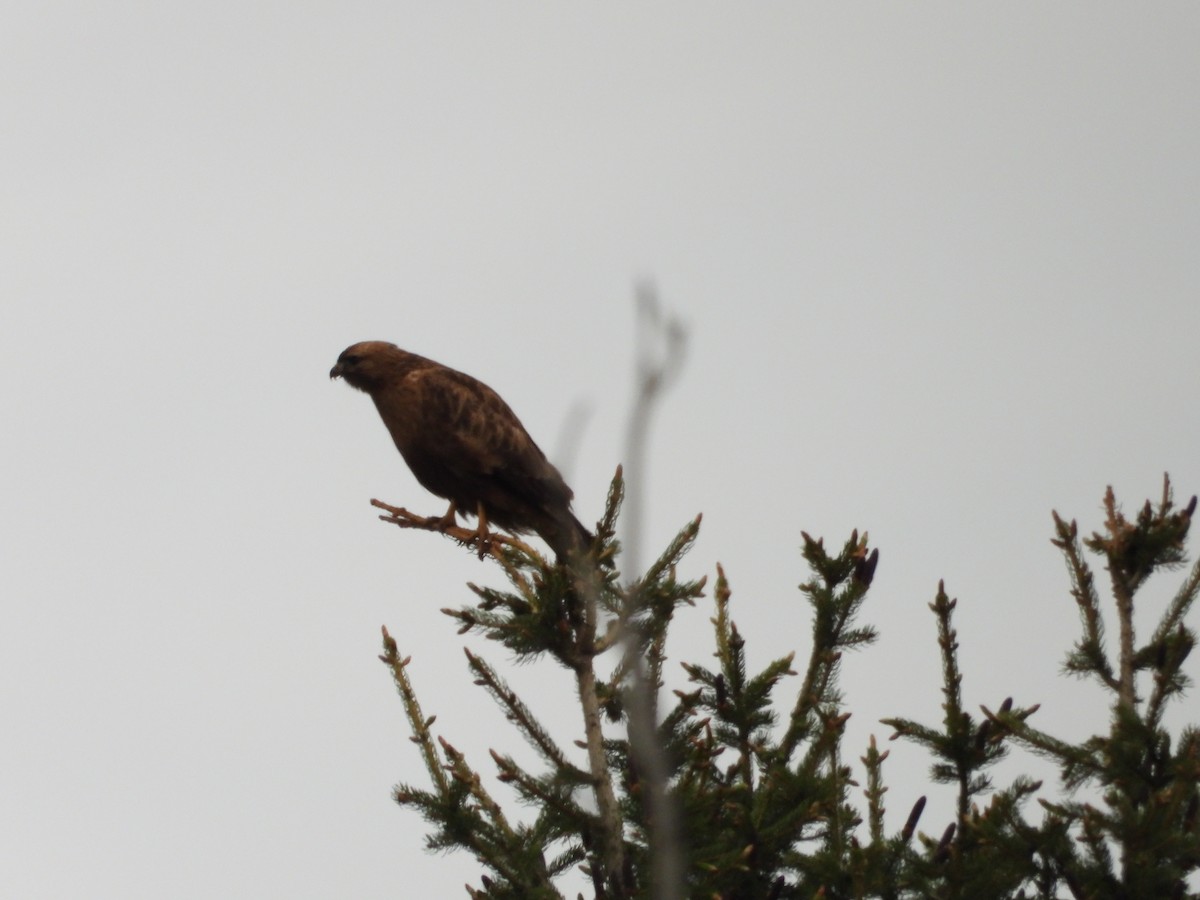 Common Buzzard (Steppe) - ML637450607