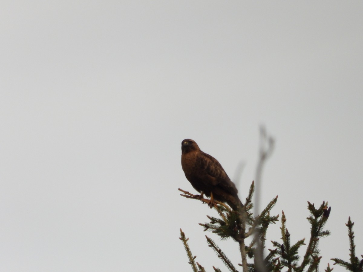 Common Buzzard (Steppe) - ML637450609