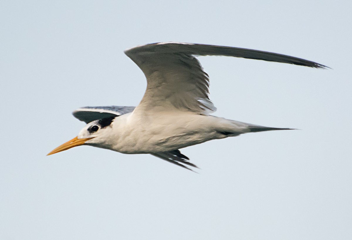 Lesser Crested Tern - ML637450658