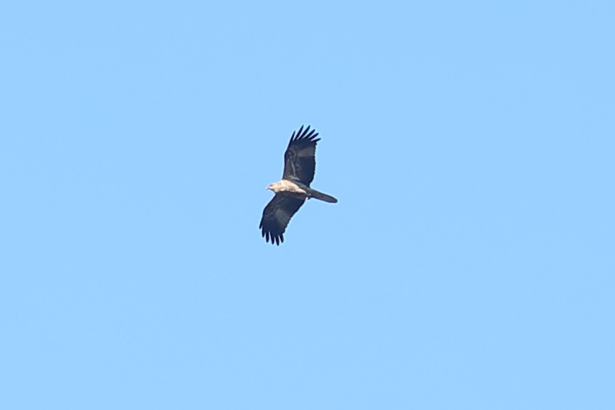 Whistling Kite - ML637450661
