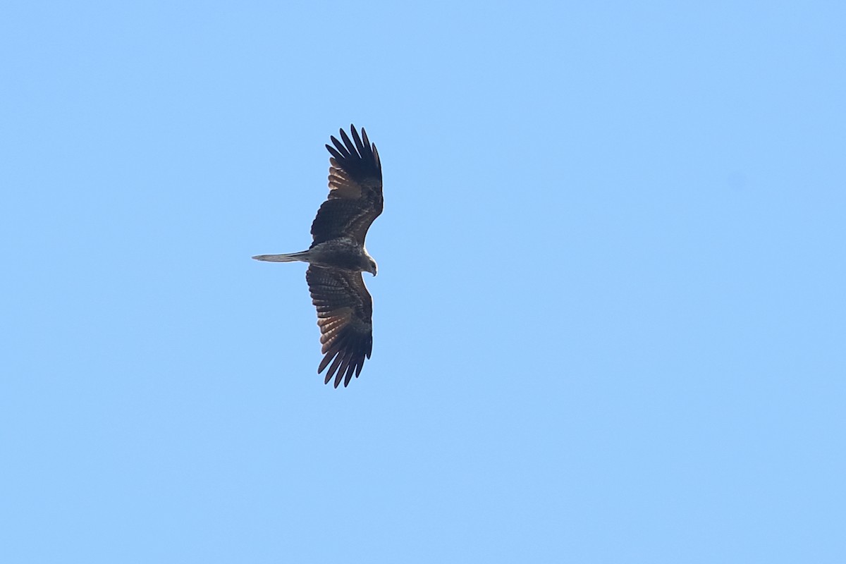 Whistling Kite - ML637450662