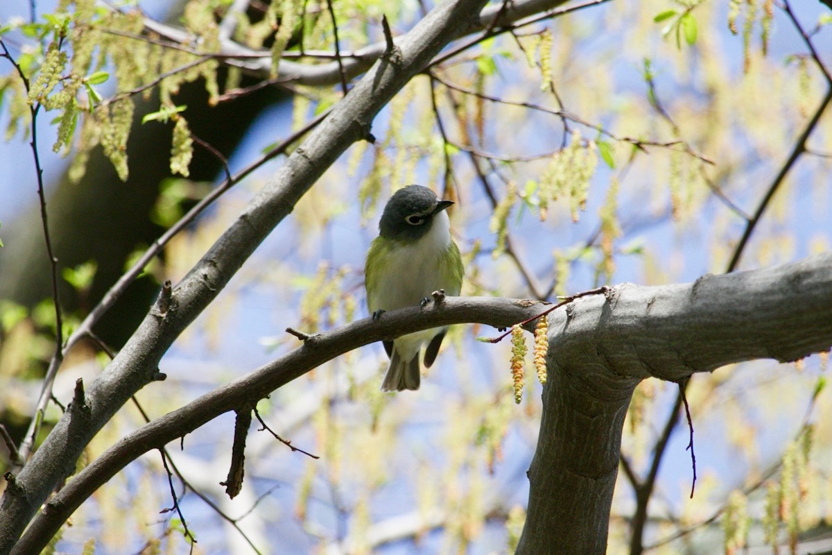 Blue-headed Vireo - ML637450668