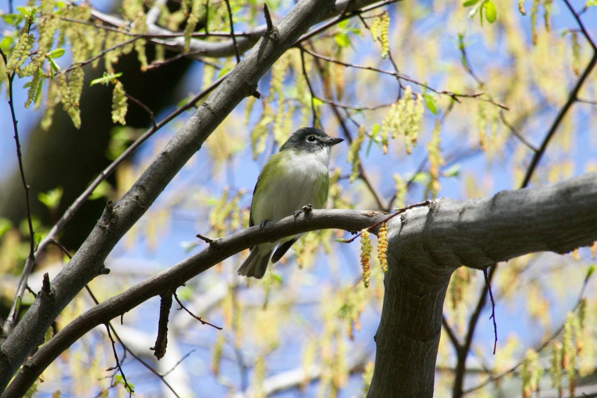 Blue-headed Vireo - ML637450669