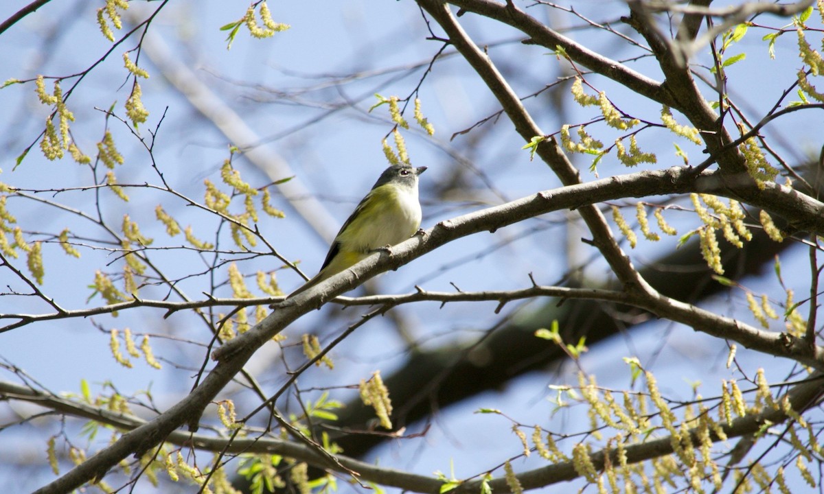 Blue-headed Vireo - ML637450670
