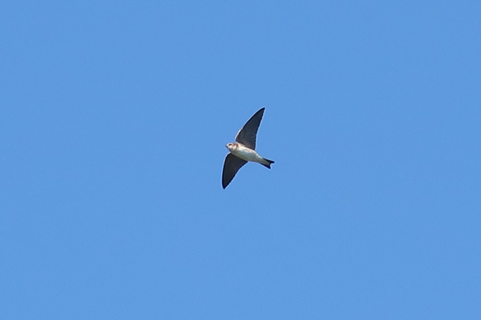 Fairy Martin - ML637450674