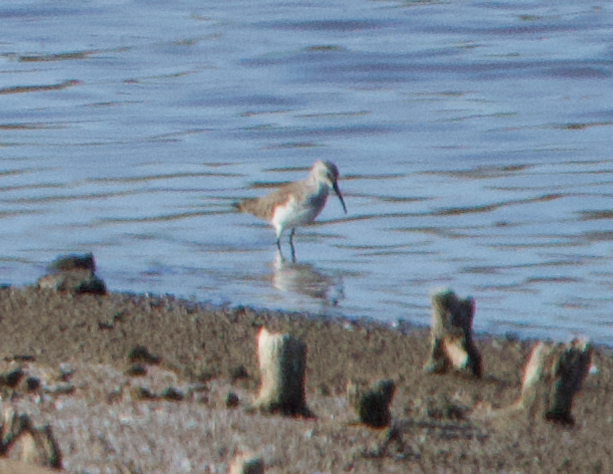 Curlew Sandpiper - ML637450736