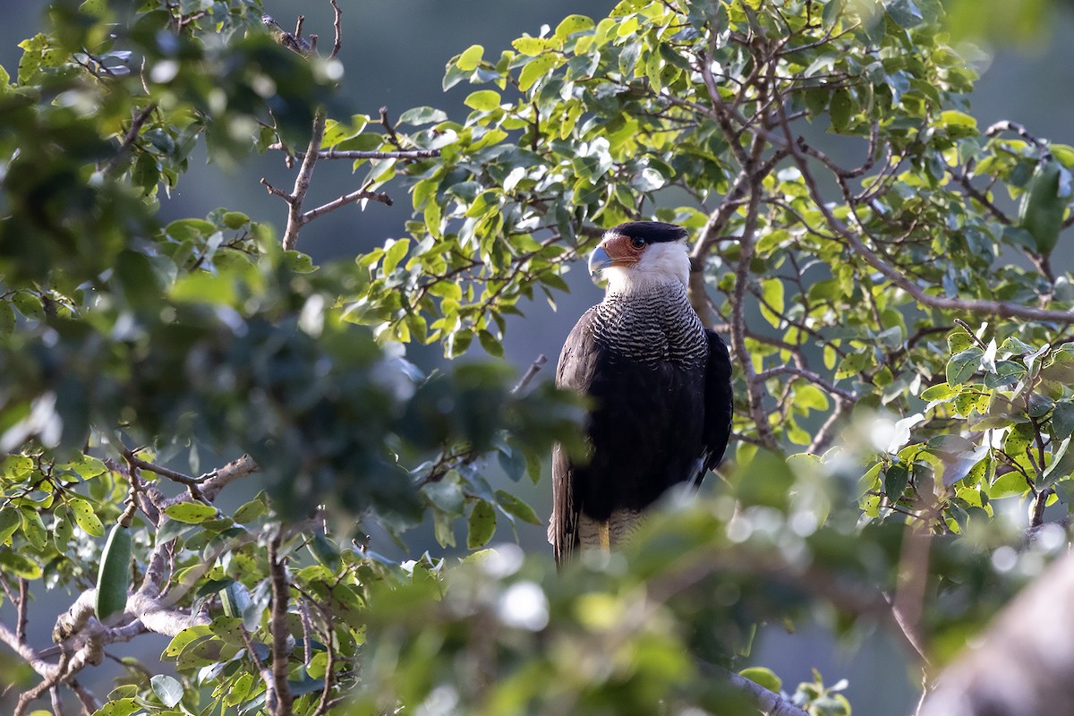Crested Caracara (Southern) - ML637450745