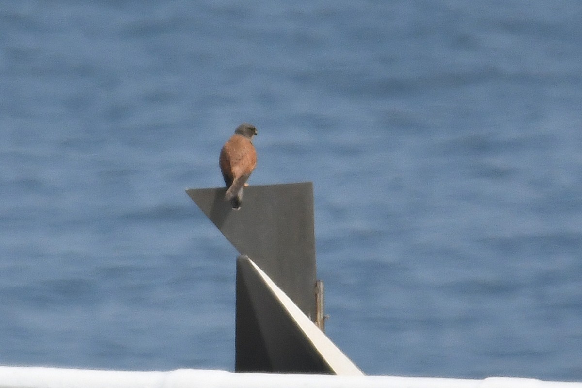 Rock Kestrel - ML637450780