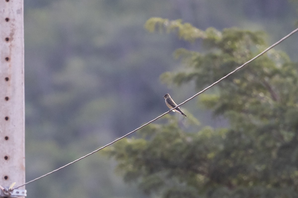 Southern Rough-winged Swallow - ML637450796