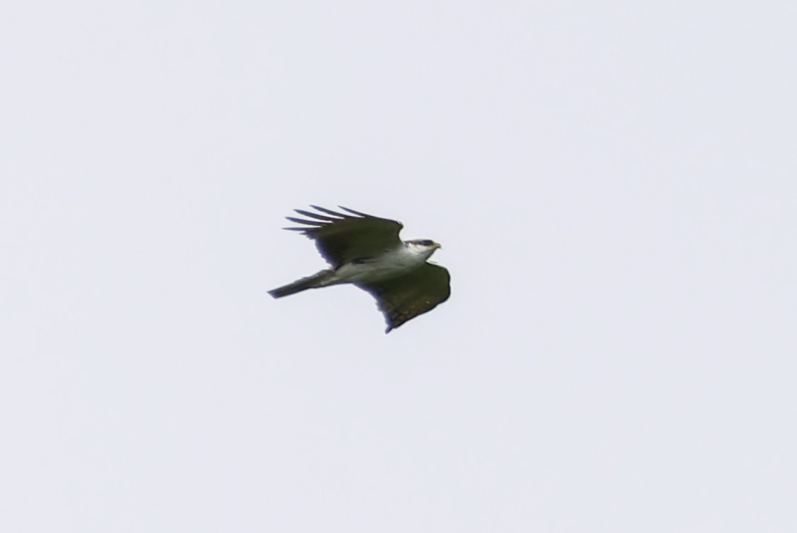 Aigle à ventre roux - ML637450833