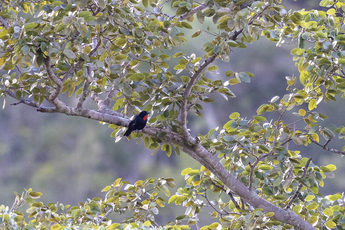 Scarlet-throated Tanager - ML637450850