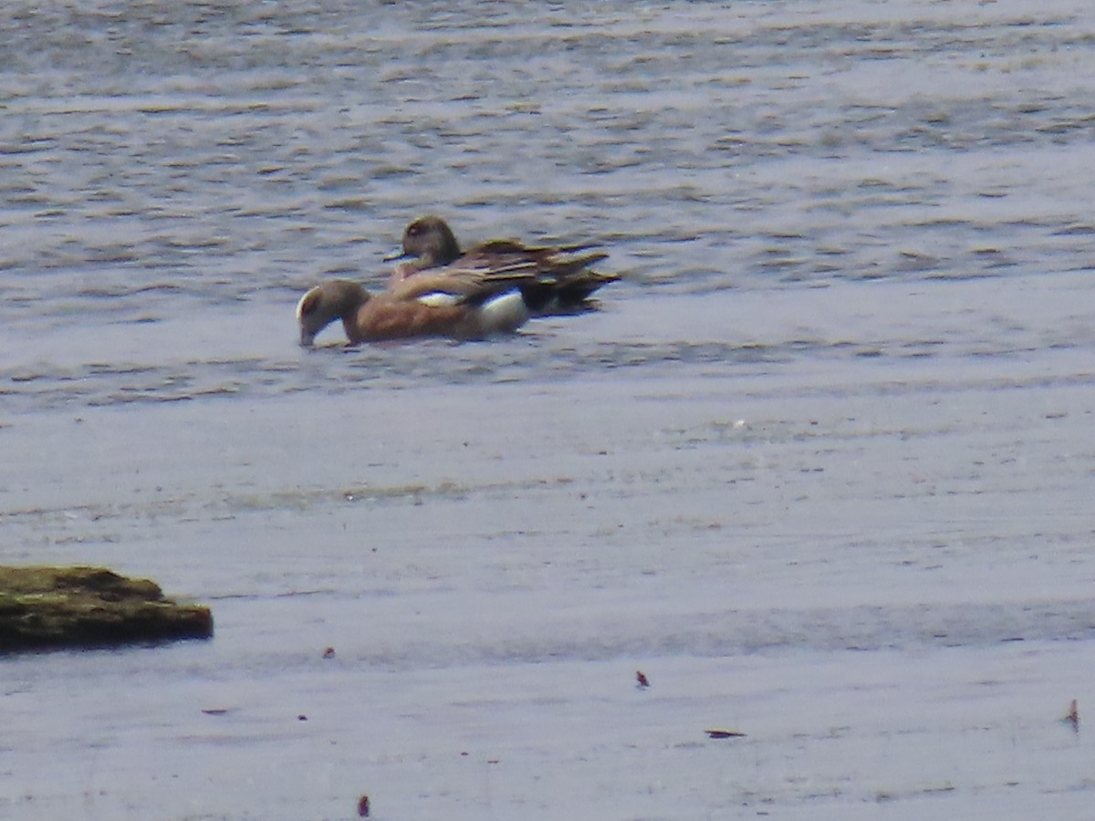 American Wigeon - ML637450860