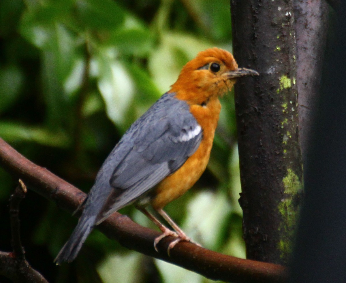 Orange-headed Thrush - ML637450865