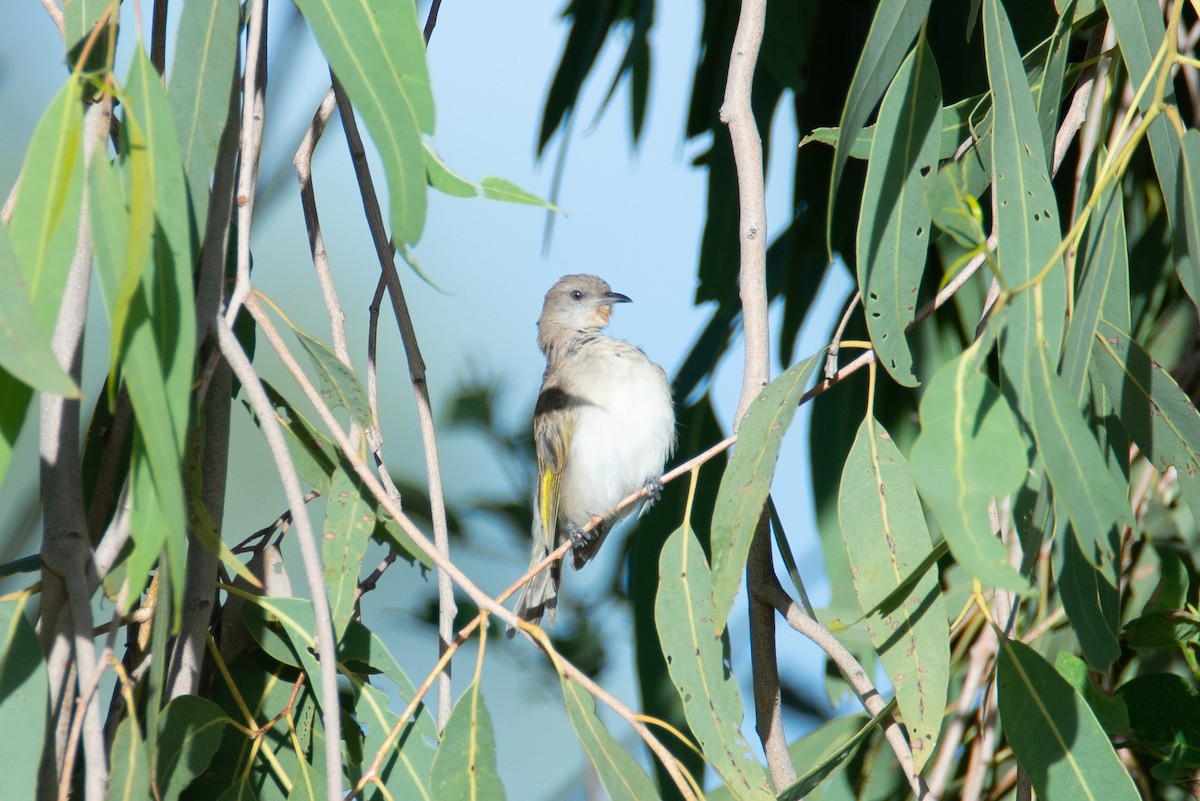 Rufous-throated Honeyeater - ML637450874