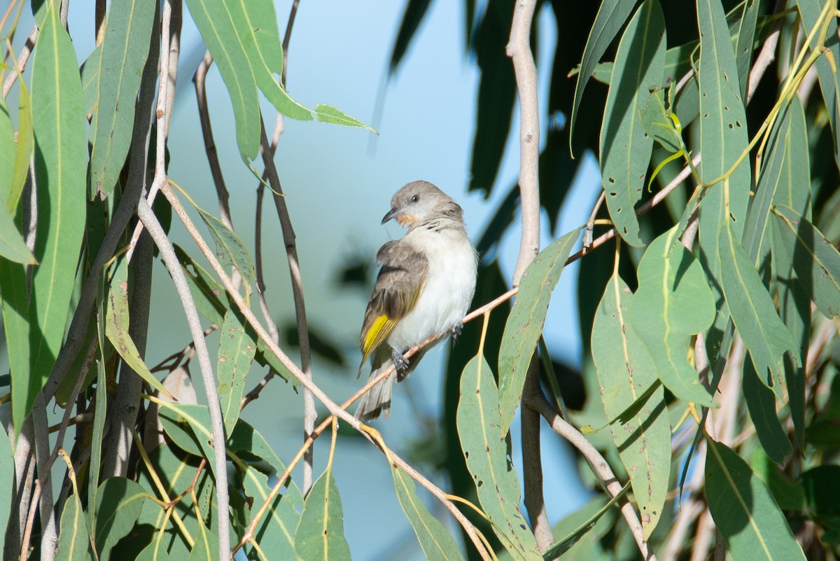 Rufous-throated Honeyeater - ML637450886