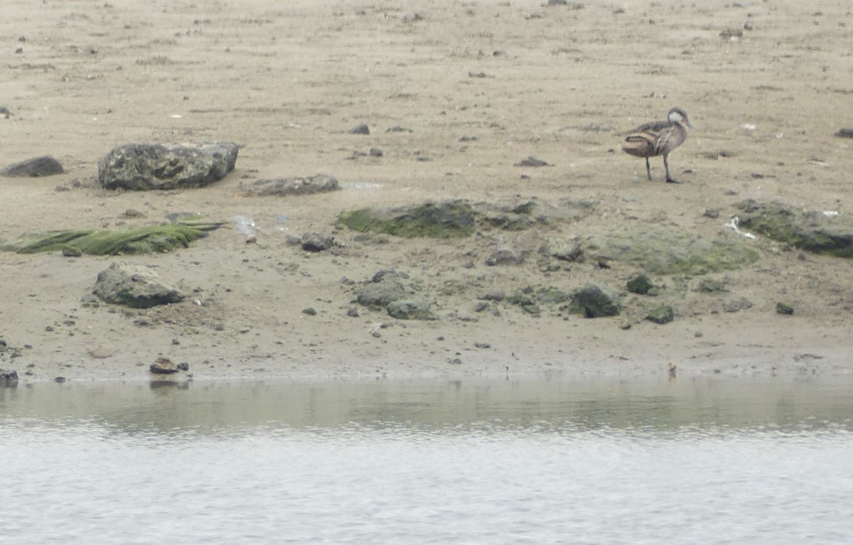 White-cheeked Pintail (White-cheeked) - ML637450917