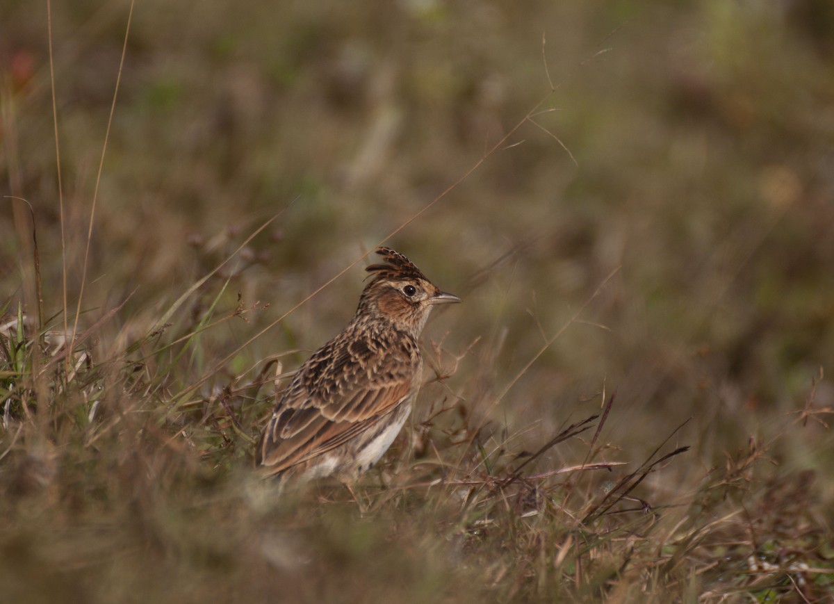 Oriental Skylark - ML637450941
