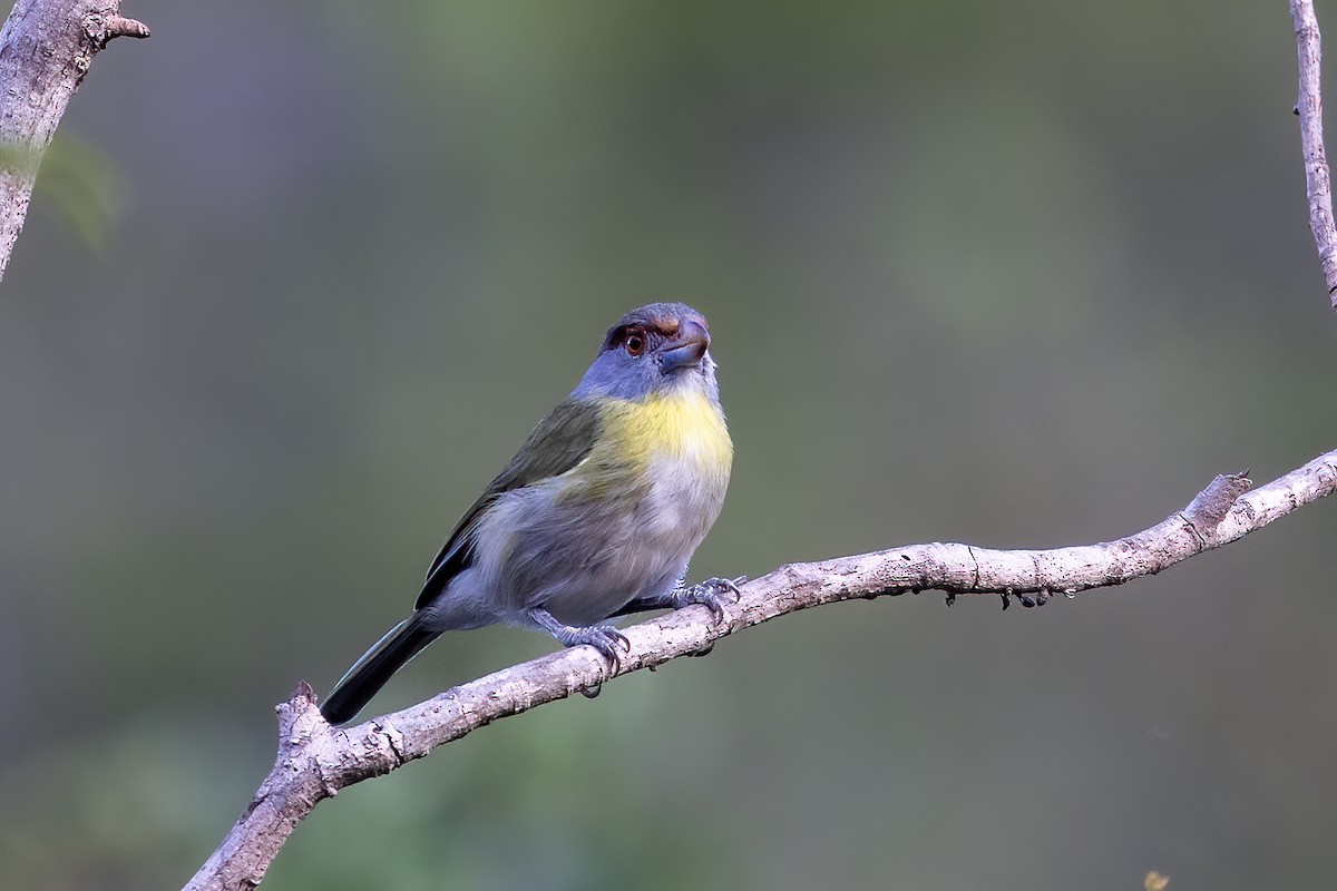 Rufous-browed Peppershrike (Chaco) - ML637450944
