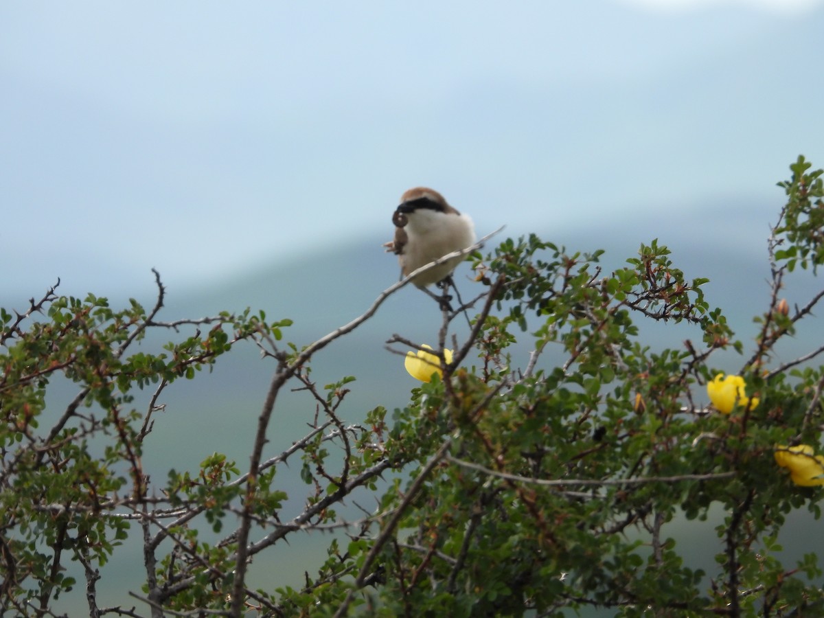 Red-tailed Shrike - ML637450988