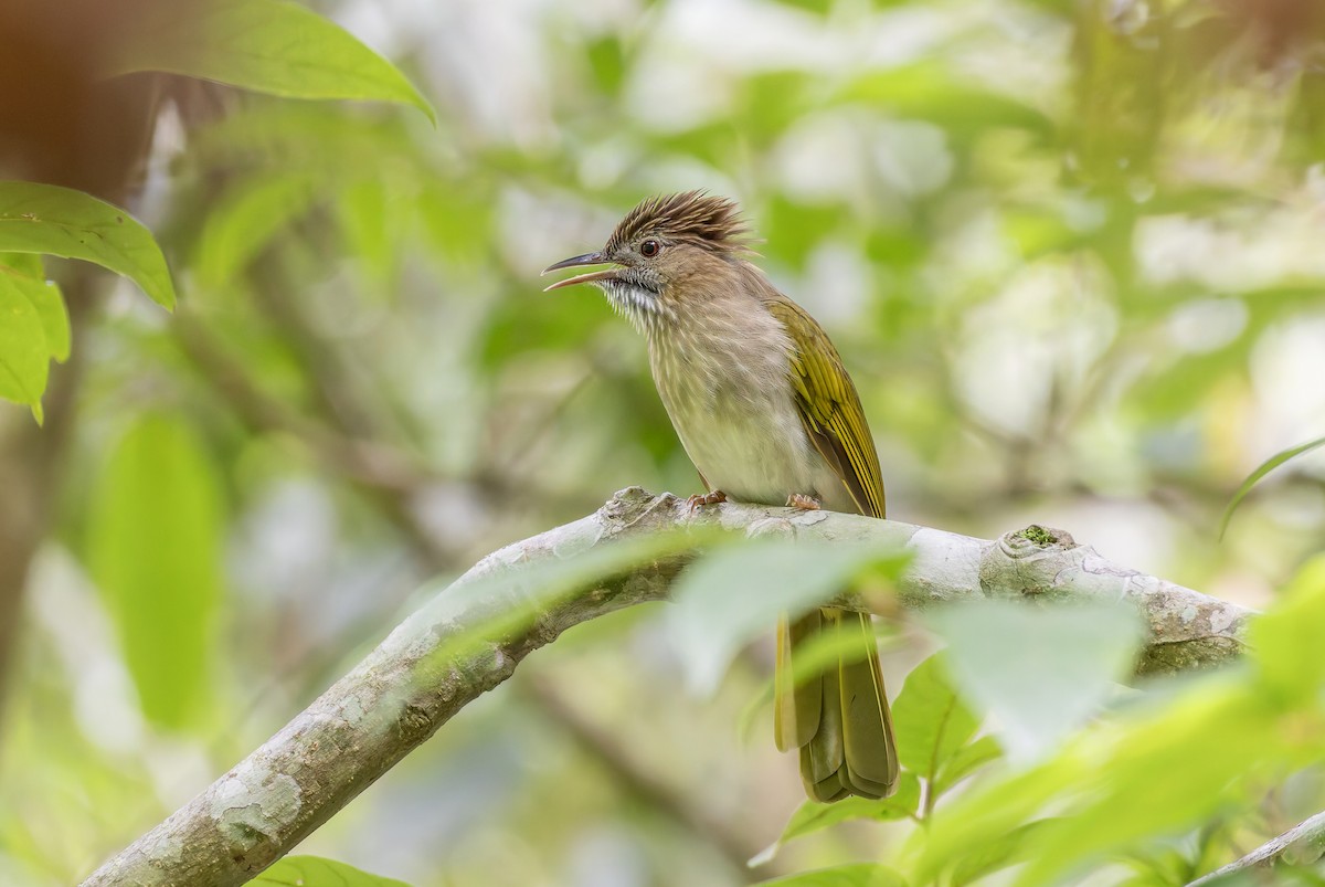 Bulbul de McClelland - ML637451009
