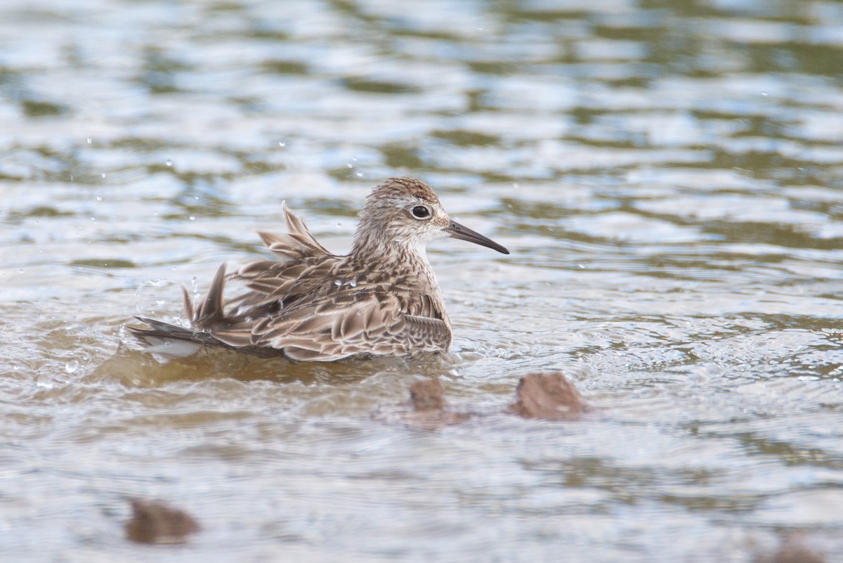 Sharp-tailed Sandpiper - ML637451010
