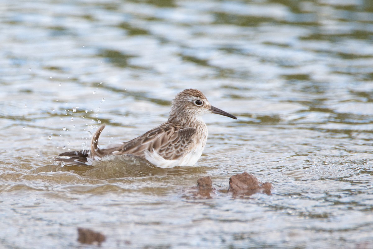 Sharp-tailed Sandpiper - ML637451014