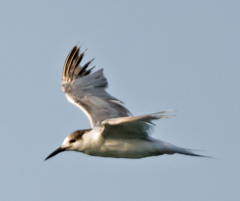 White-cheeked Tern - ML637451037