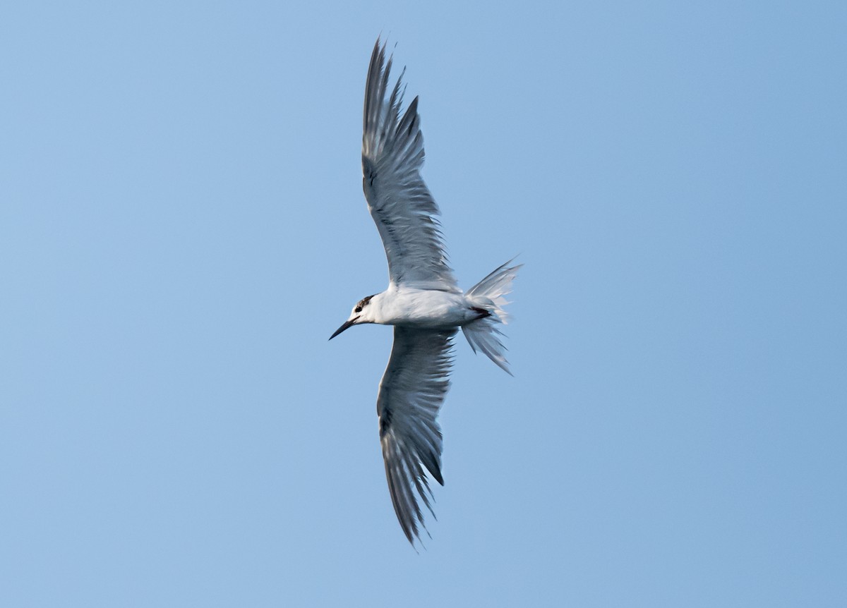 White-cheeked Tern - ML637451038
