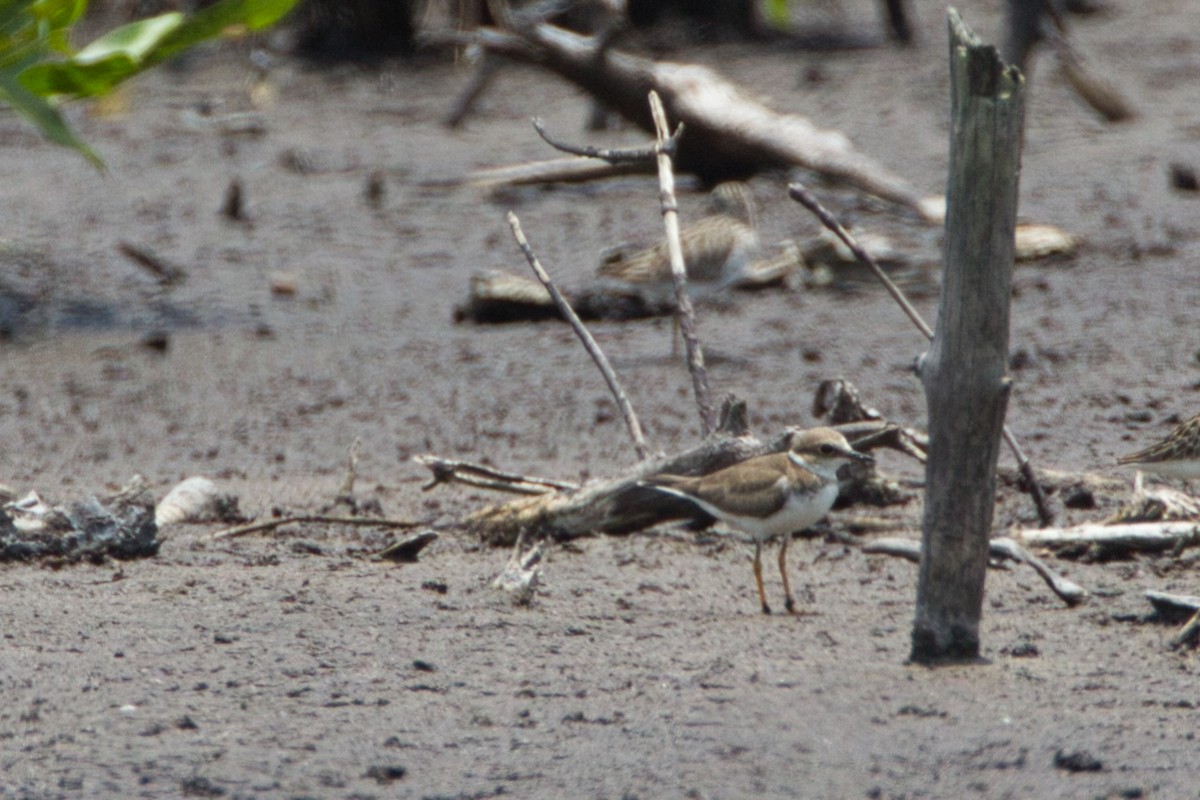 Greater Sand-Plover - ML637451103