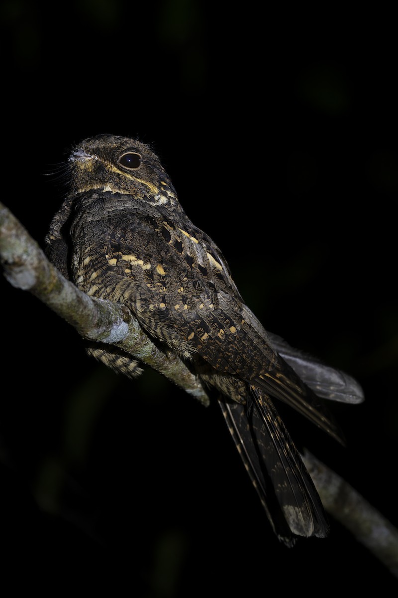 Andaman Nightjar - ML637451142