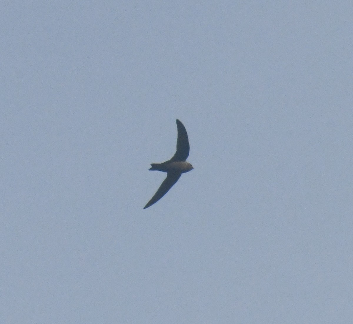 Black Swift - ML637451146