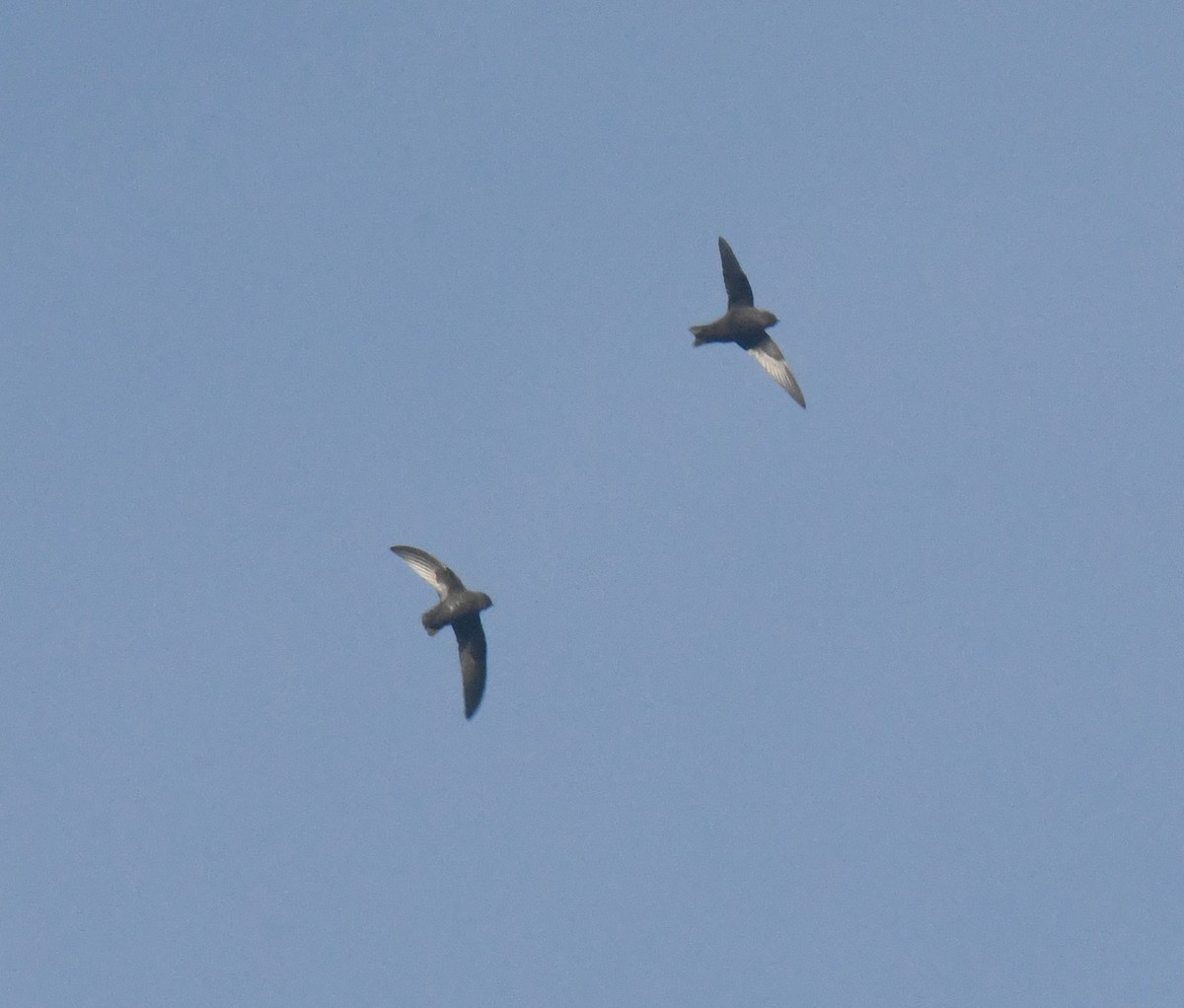 Black Swift - ML637451147