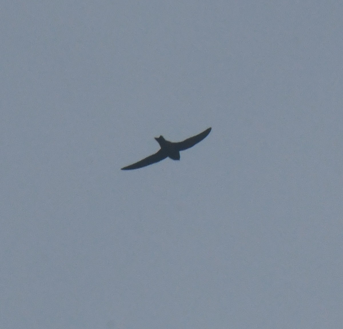 Black Swift - ML637451148