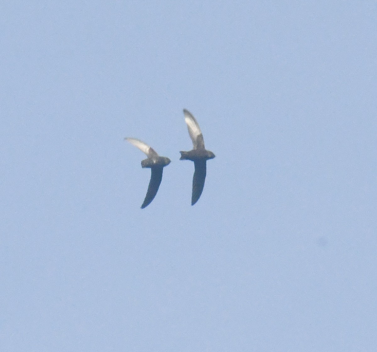 Black Swift - ML637451150
