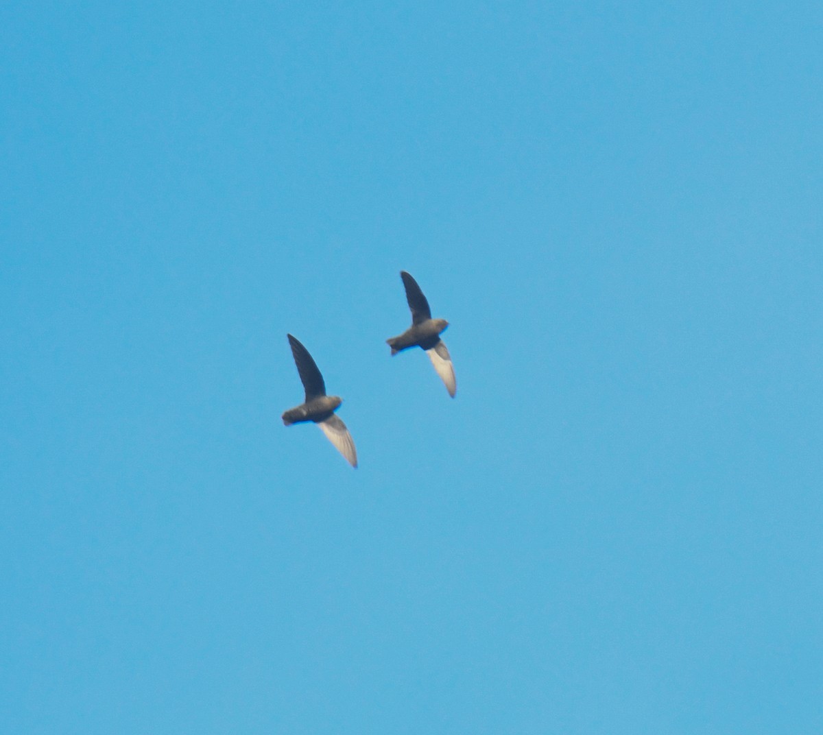 Black Swift - ML637451151
