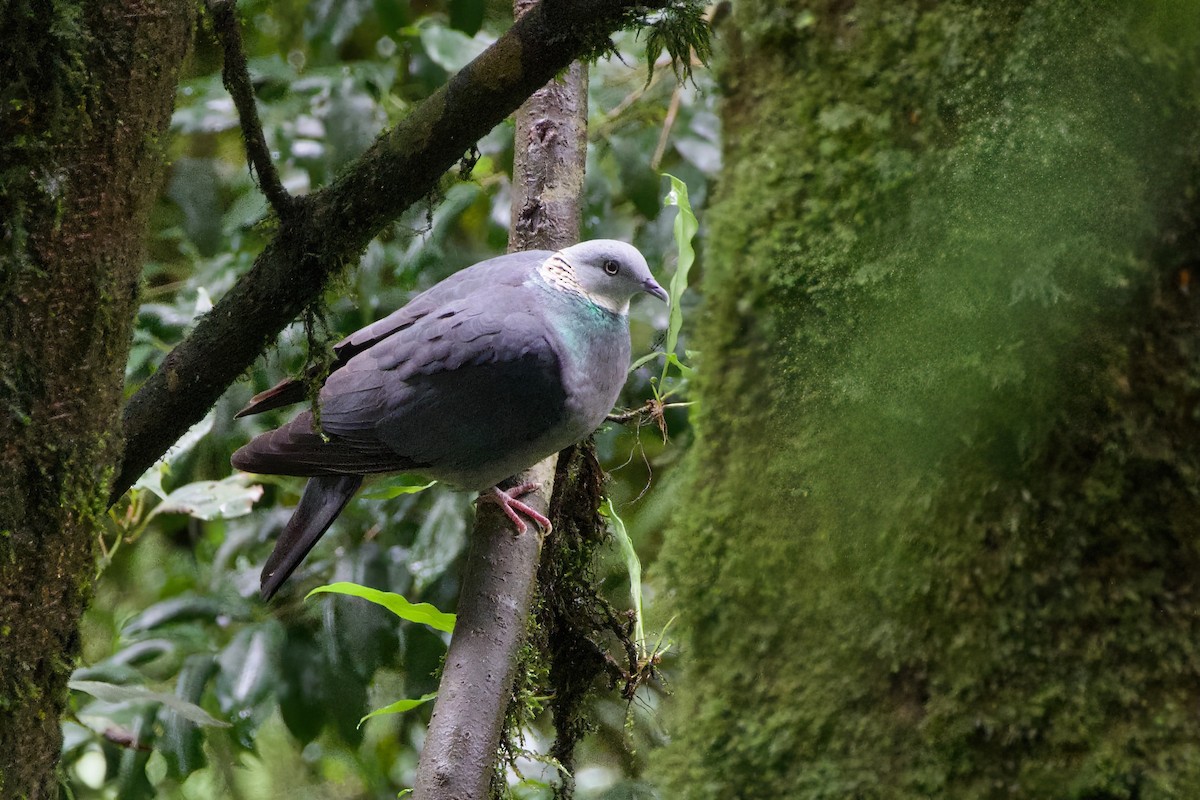 Ashy Wood-Pigeon - ML637451171
