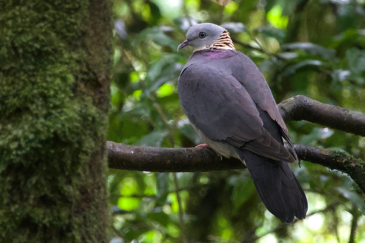 Ashy Wood-Pigeon - ML637451172