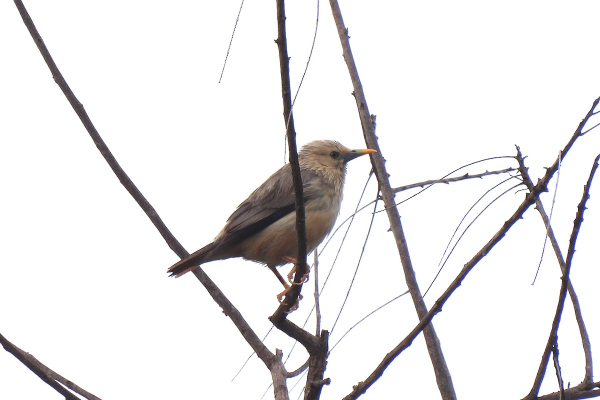 Malabar Starling - ML637451177