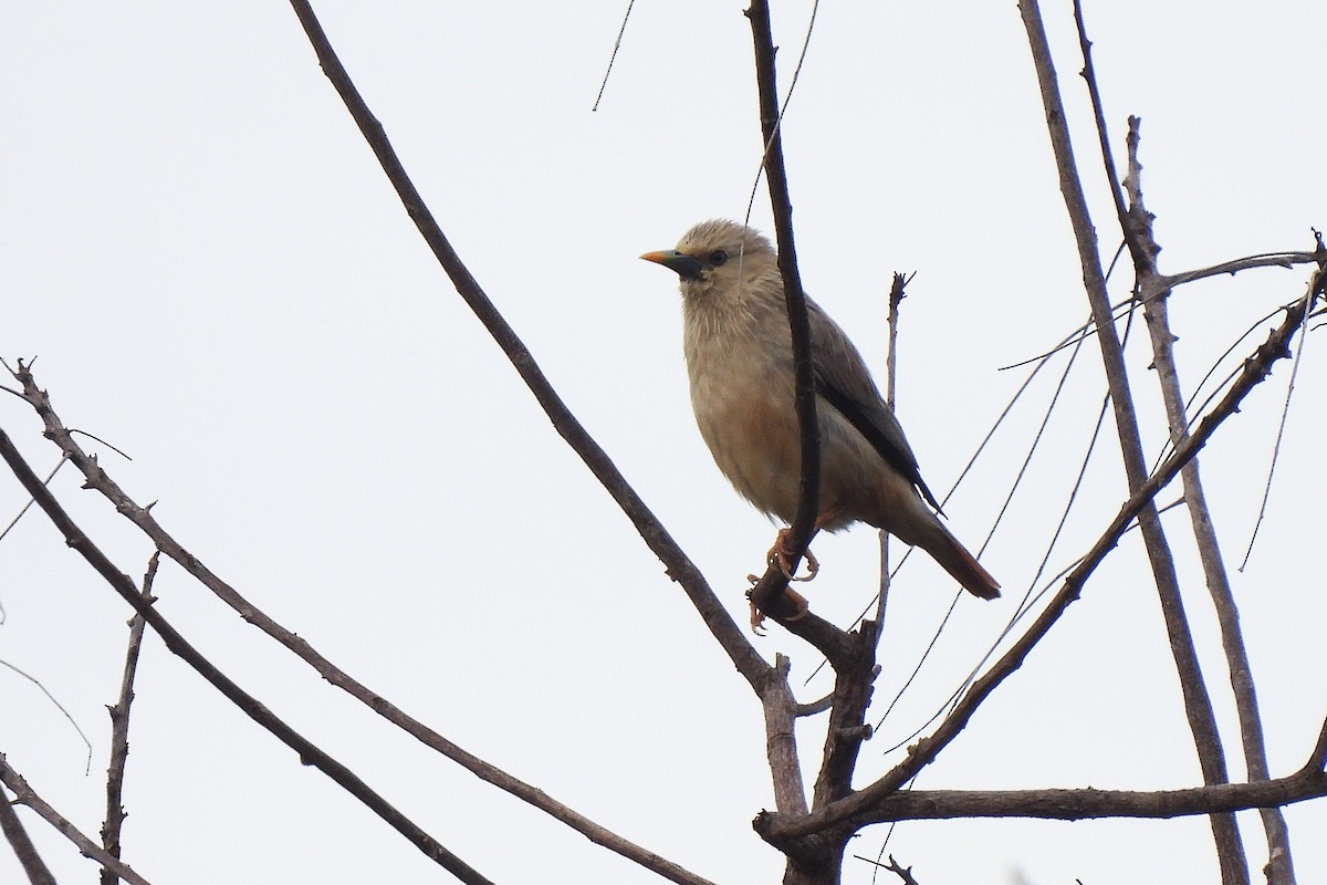 Malabar Starling - ML637451178
