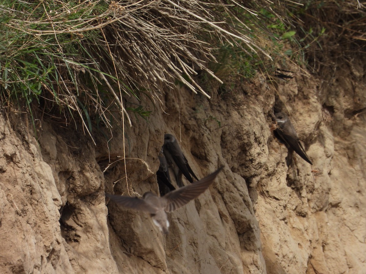 Pale Martin - ML637451203