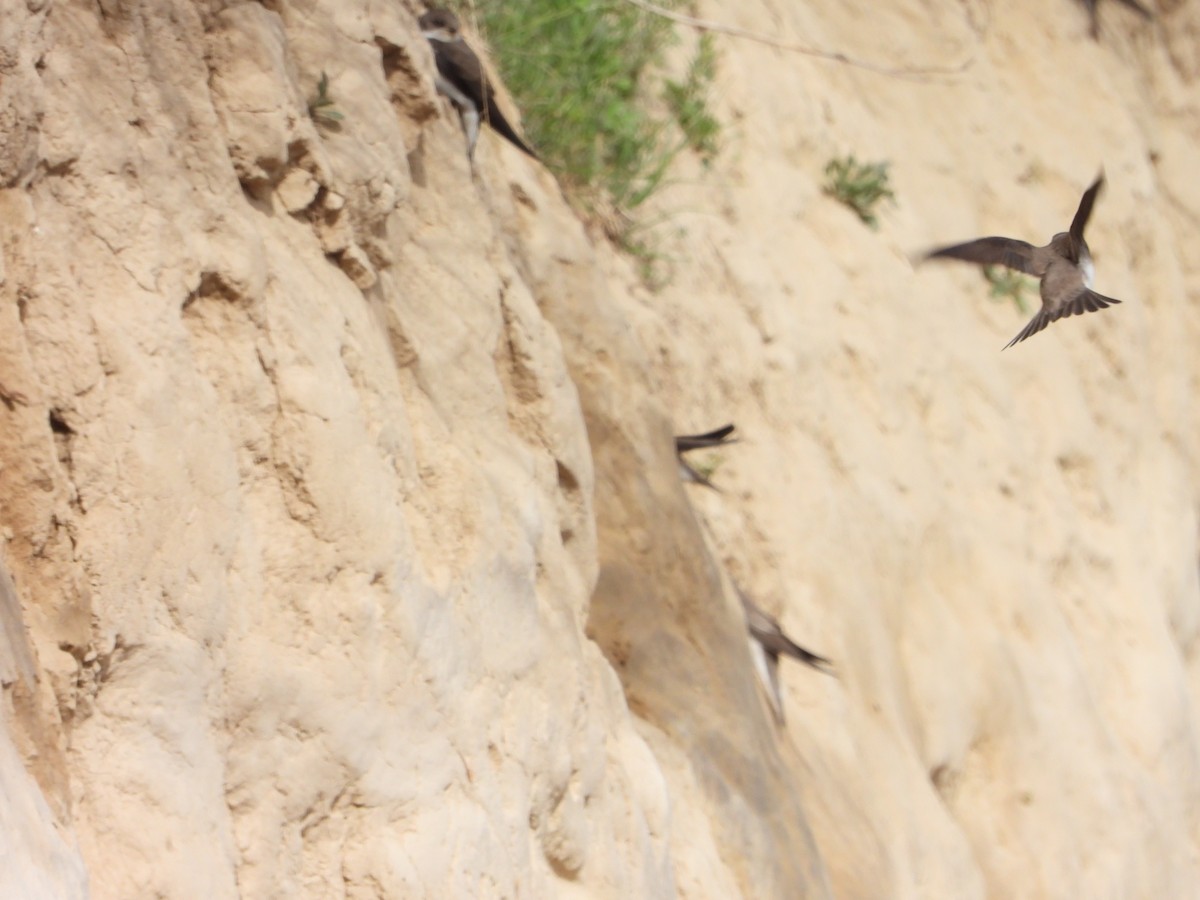 Pale Martin - ML637451208