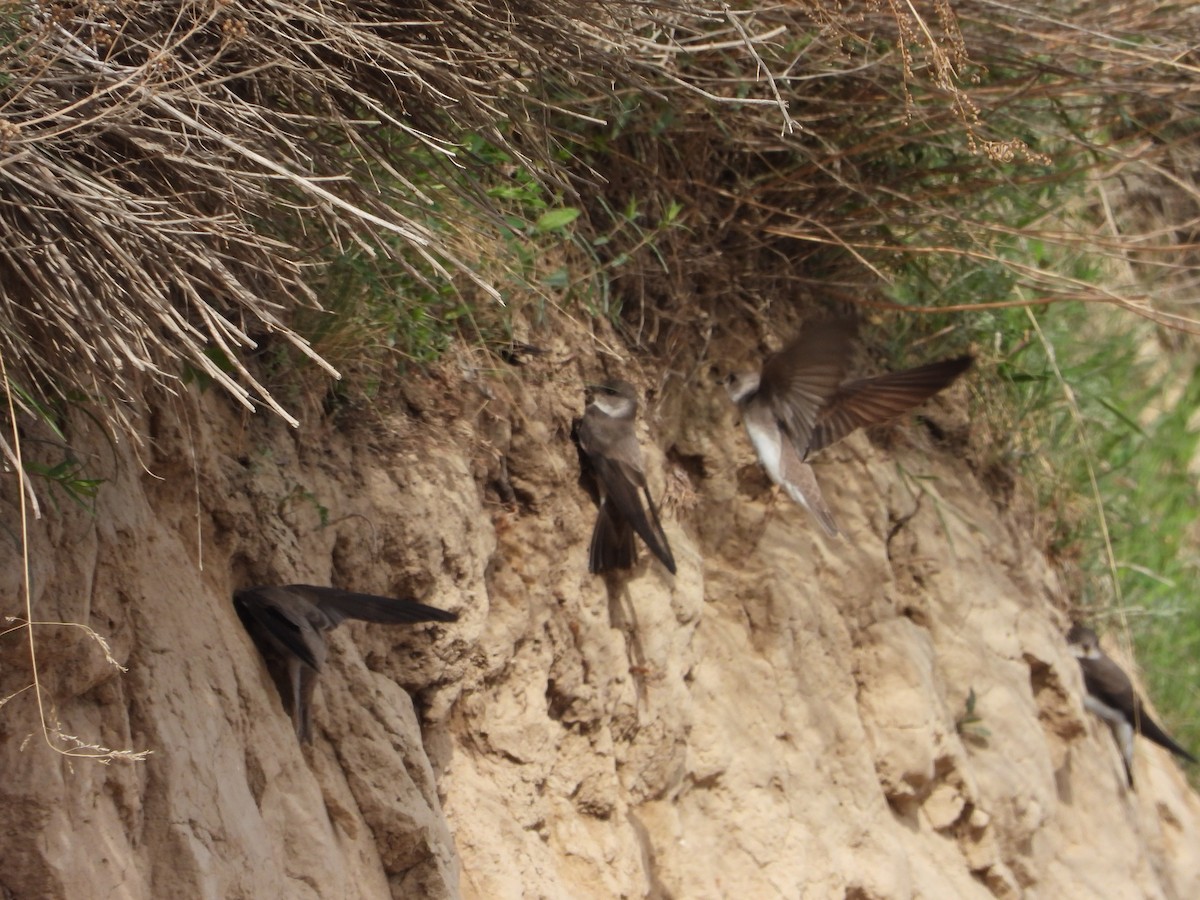 Pale Martin - ML637451209