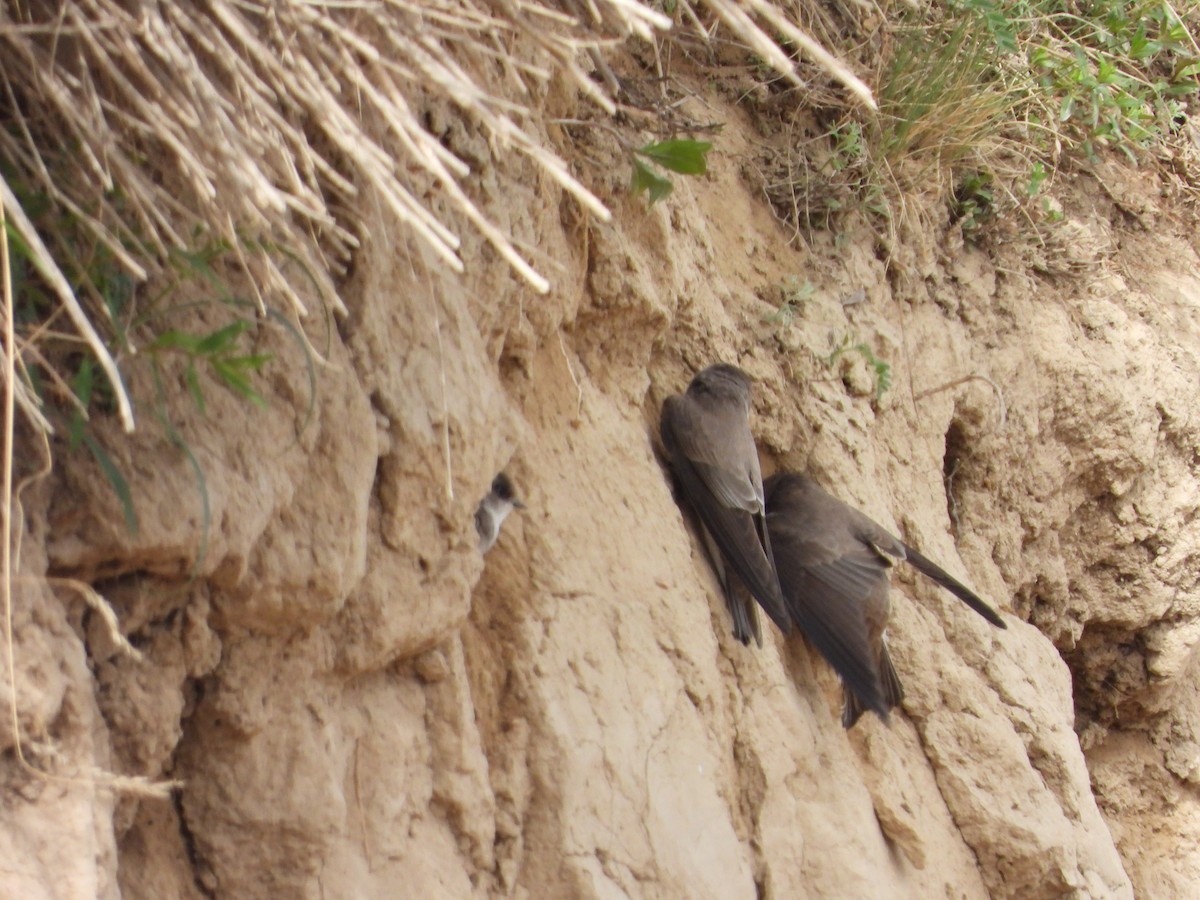 Pale Martin - ML637451211