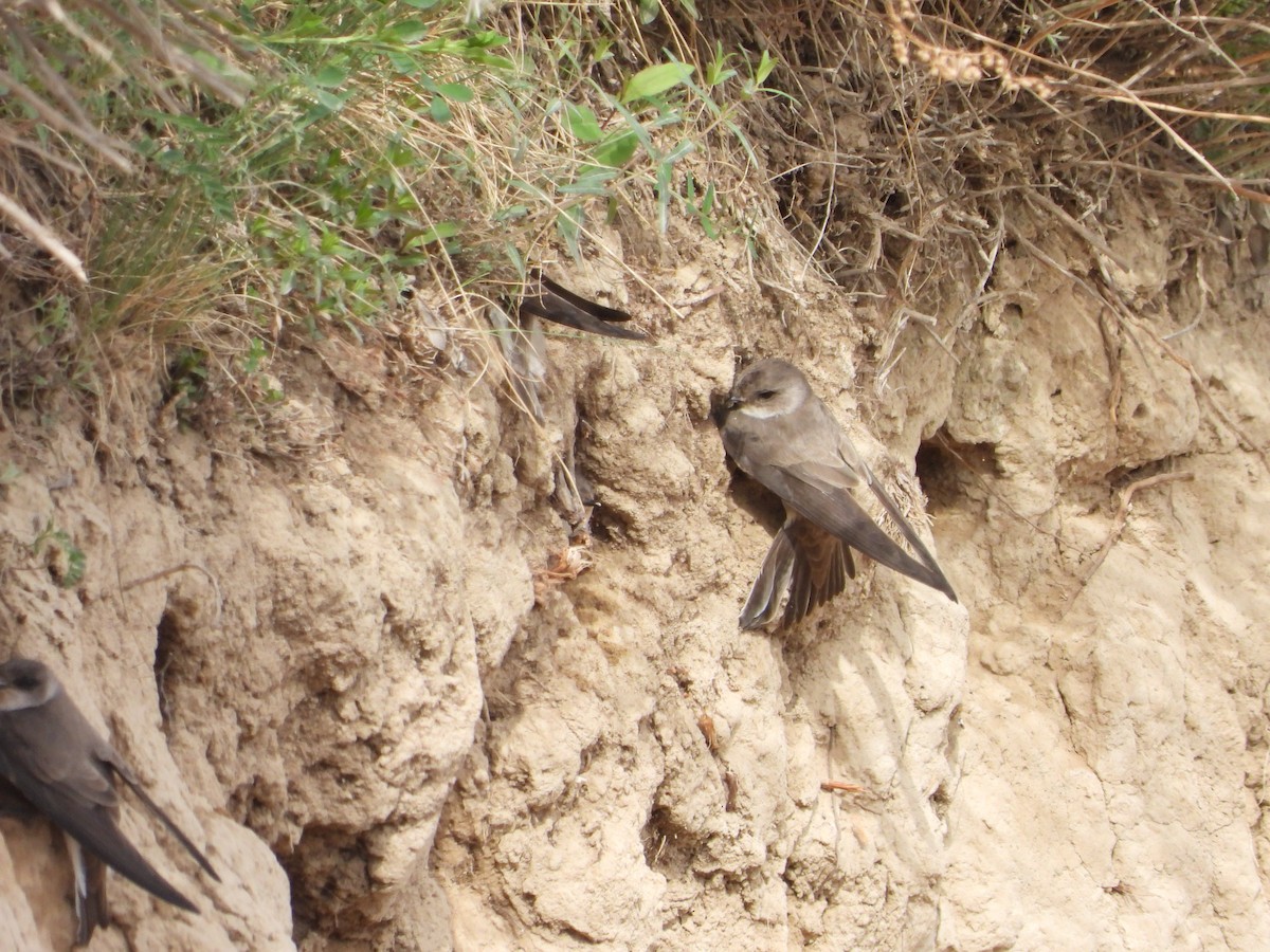 Pale Martin - ML637451212