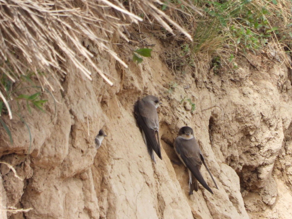 Pale Martin - ML637451213