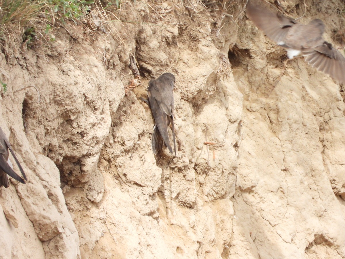 Pale Martin - ML637451214