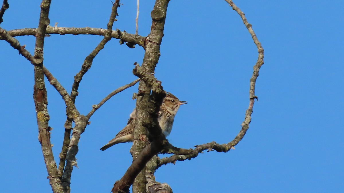 Wood Lark - ML637451224